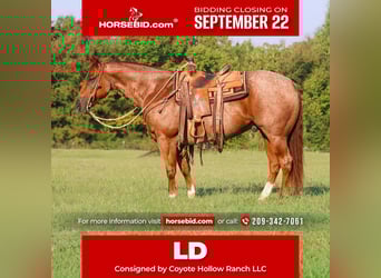 American Quarter Horse, Wallach, 10 Jahre, 152 cm, Roan-Red