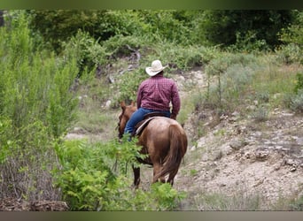 American Quarter Horse, Wallach, 10 Jahre, 152 cm, Roan-Red