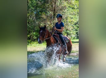 American Quarter Horse, Wallach, 10 Jahre, 152 cm, Rotbrauner