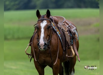 American Quarter Horse, Wallach, 10 Jahre, 152 cm, Rotbrauner
