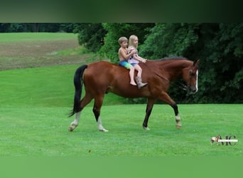 American Quarter Horse, Wallach, 10 Jahre, 152 cm, Rotbrauner