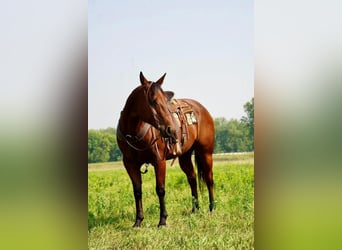 American Quarter Horse, Wallach, 10 Jahre, 152 cm, Rotbrauner