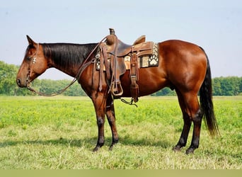American Quarter Horse, Wallach, 10 Jahre, 152 cm, Rotbrauner