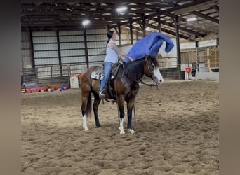 American Quarter Horse, Wallach, 10 Jahre, 152 cm, Rotbrauner