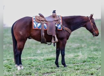 American Quarter Horse, Wallach, 10 Jahre, 152 cm, Rotbrauner