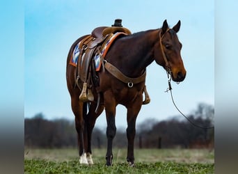 American Quarter Horse, Wallach, 10 Jahre, 152 cm, Rotbrauner