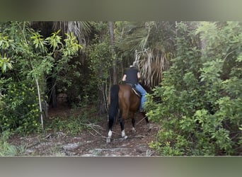 American Quarter Horse, Wallach, 10 Jahre, 152 cm, Rotbrauner