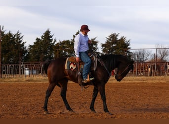 American Quarter Horse, Wallach, 10 Jahre, 152 cm, Rotbrauner