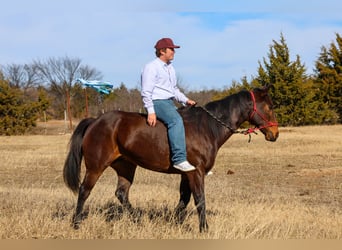 American Quarter Horse, Wallach, 10 Jahre, 152 cm, Rotbrauner