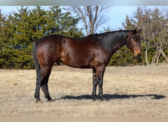 American Quarter Horse, Wallach, 10 Jahre, 152 cm, Rotbrauner
