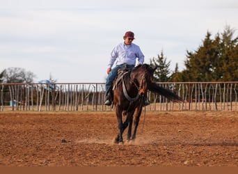 American Quarter Horse, Wallach, 10 Jahre, 152 cm, Rotbrauner