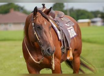 American Quarter Horse, Wallach, 10 Jahre, 152 cm, Rotbrauner