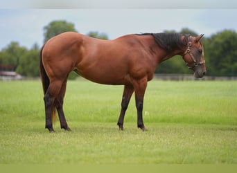 American Quarter Horse, Wallach, 10 Jahre, 152 cm, Rotbrauner