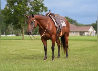 American Quarter Horse, Wallach, 10 Jahre, 152 cm, Rotbrauner