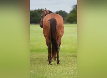 American Quarter Horse, Wallach, 10 Jahre, 152 cm, Rotbrauner