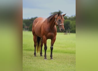 American Quarter Horse, Wallach, 10 Jahre, 152 cm, Rotbrauner