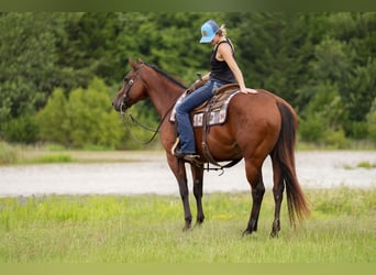 American Quarter Horse, Wallach, 10 Jahre, 152 cm, Rotbrauner
