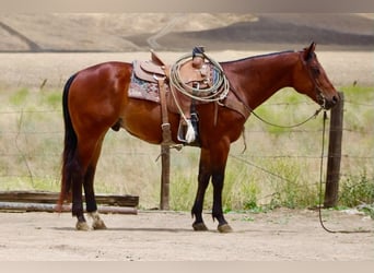 American Quarter Horse, Wallach, 10 Jahre, 152 cm, Rotbrauner