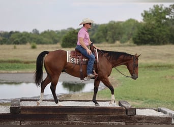 American Quarter Horse, Wallach, 10 Jahre, 152 cm, Rotbrauner