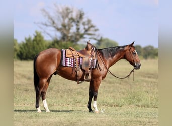 American Quarter Horse, Wallach, 10 Jahre, 152 cm, Rotbrauner
