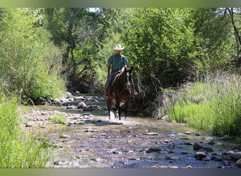 American Quarter Horse, Wallach, 10 Jahre, 152 cm, Rotbrauner