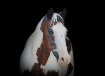 American Quarter Horse, Wallach, 10 Jahre, 152 cm, Rotbrauner