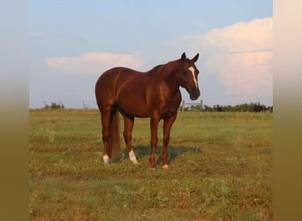 American Quarter Horse, Wallach, 10 Jahre, 152 cm, Rotfuchs