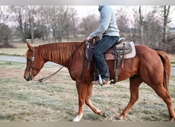 American Quarter Horse Mix, Wallach, 10 Jahre, 152 cm, Rotfuchs