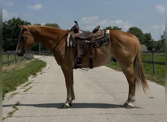 American Quarter Horse, Wallach, 10 Jahre, 152 cm, Rotfuchs