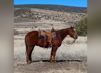 American Quarter Horse, Wallach, 10 Jahre, 152 cm, Rotfuchs