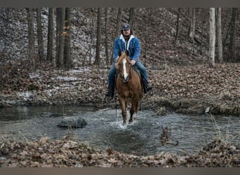 American Quarter Horse, Wallach, 10 Jahre, 152 cm, Rotfuchs