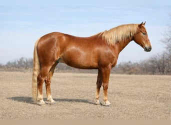 American Quarter Horse, Wallach, 10 Jahre, 152 cm, Rotfuchs