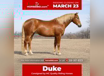 American Quarter Horse, Wallach, 10 Jahre, 152 cm, Rotfuchs