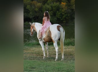 American Quarter Horse, Wallach, 10 Jahre, 152 cm, Schecke