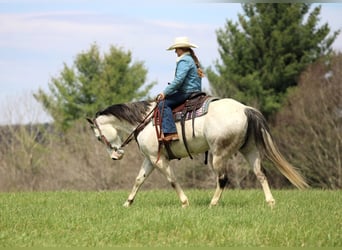 American Quarter Horse, Wallach, 10 Jahre, 152 cm, Schimmel