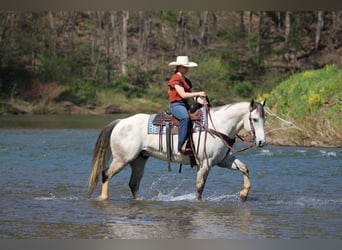 American Quarter Horse, Wallach, 10 Jahre, 152 cm, Schimmel