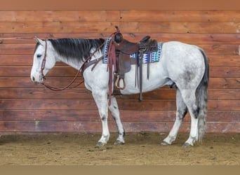 American Quarter Horse, Wallach, 10 Jahre, 152 cm, Schimmel