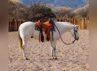 American Quarter Horse, Wallach, 10 Jahre, 152 cm, Schimmel