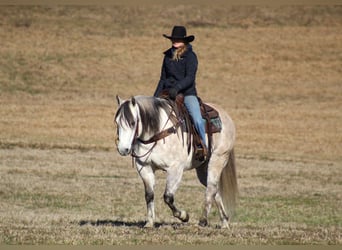 American Quarter Horse, Wallach, 10 Jahre, 152 cm, Schimmel