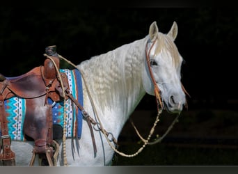 American Quarter Horse, Wallach, 10 Jahre, 152 cm, Schimmel