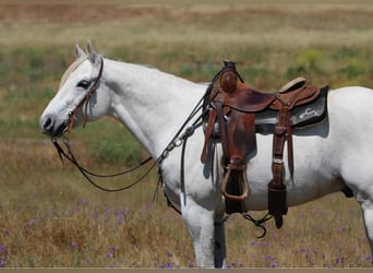 American Quarter Horse, Wallach, 10 Jahre, 152 cm, Schimmel