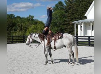 American Quarter Horse, Wallach, 10 Jahre, 152 cm, Schimmel