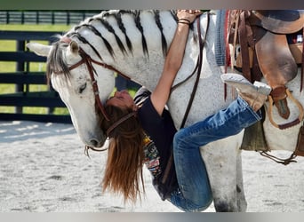 American Quarter Horse, Wallach, 10 Jahre, 152 cm, Schimmel