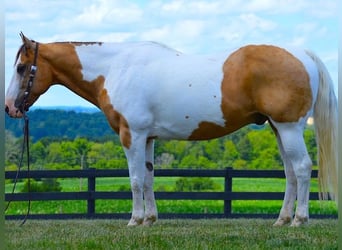 American Quarter Horse, Wallach, 10 Jahre, 152 cm, Tobiano-alle-Farben