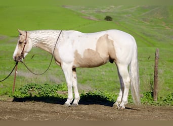 American Quarter Horse, Wallach, 10 Jahre, 152 cm, Tobiano-alle-Farben