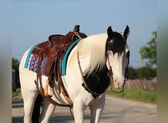 American Quarter Horse, Wallach, 10 Jahre, 152 cm, Tobiano-alle-Farben