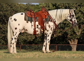 American Quarter Horse, Wallach, 10 Jahre, 152 cm, White