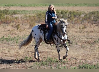 American Quarter Horse, Wallach, 10 Jahre, 152 cm, White