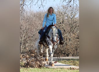 American Quarter Horse, Wallach, 10 Jahre, 152 cm, White