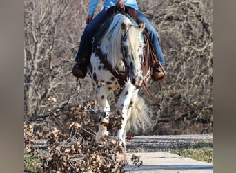 American Quarter Horse, Wallach, 10 Jahre, 152 cm, White